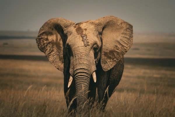 Elephant — wildlife in Tanzania