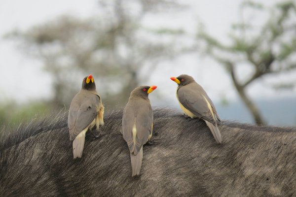 Birding — wildlife in Tanzania