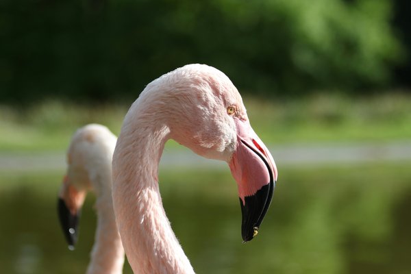 Wildlife photograph from Tanzania