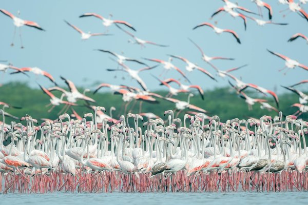 Flamingo — wildlife in Tanzania
