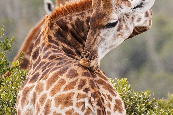 Giraffe — wildlife in Tanzania