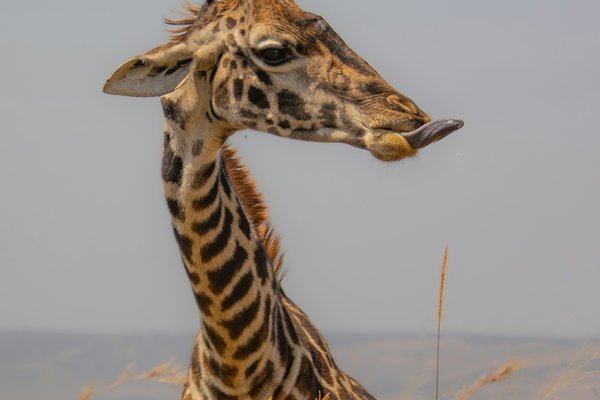 Giraffe — wildlife in Tanzania