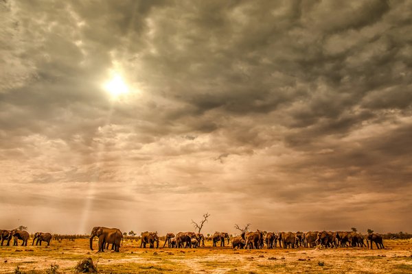 Sun set — wildlife in Tanzania