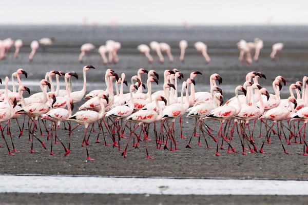 Flamingo — wildlife in Tanzania
