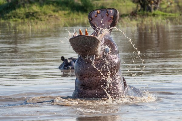 Hippo — wildlife in Tanzania