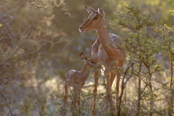 Antelope — wildlife in Tanzania