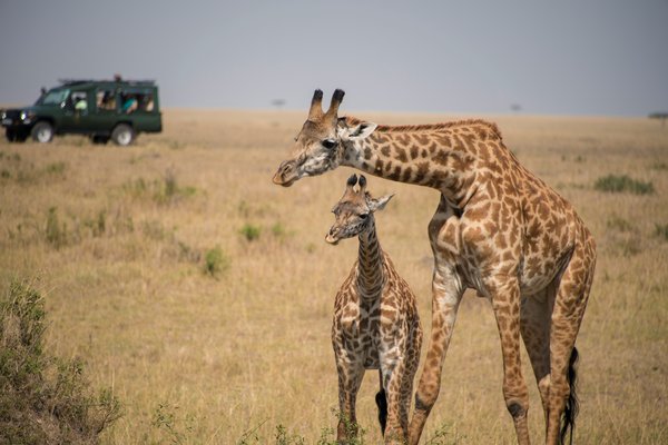 Giraffe — wildlife in Tanzania