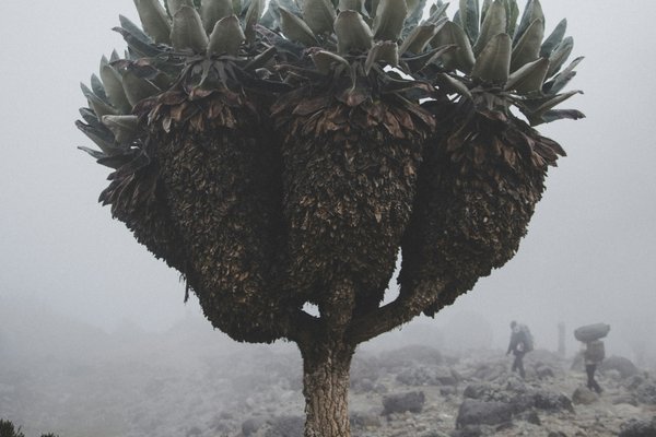 Kilimnjaro — trekking in Tanzania