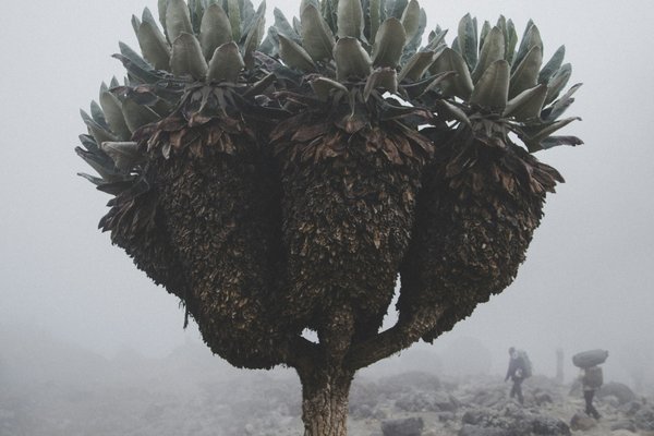 Kilimnjaro — trekking in Tanzania