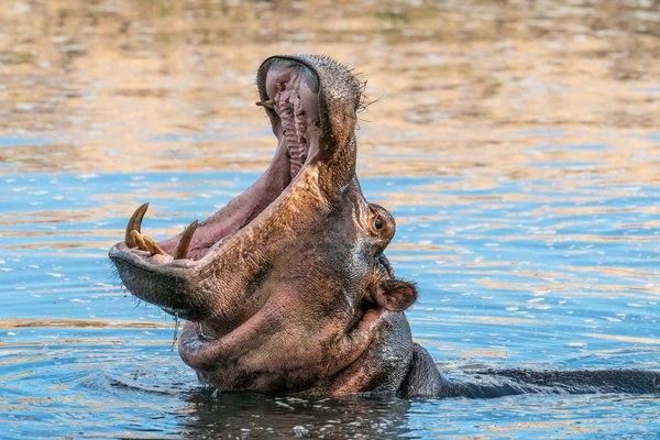 Hippo — wildlife in Tanzania
