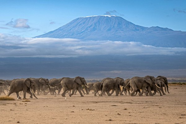 Kilimanjaro — wildlife in Tanzania