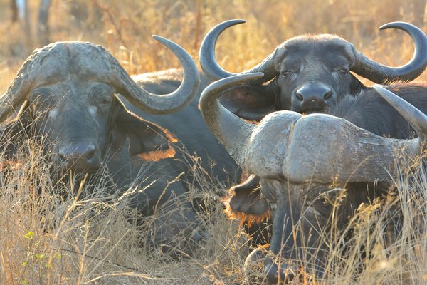 Bufallo — wildlife in Tanzania