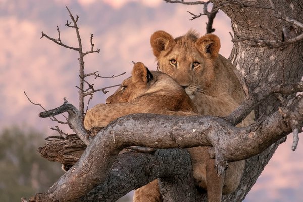 Lion on tree — wildlife in Tanzania