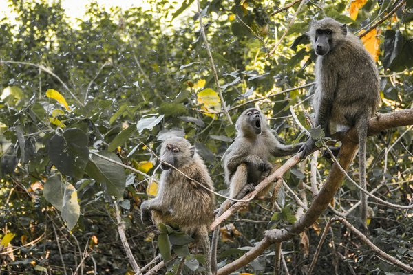 Monkeys — wildlife in Tanzania