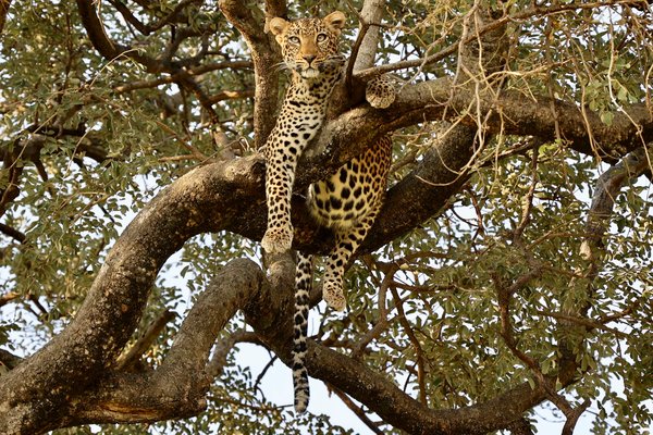 Leopard — wildlife in Tanzania
