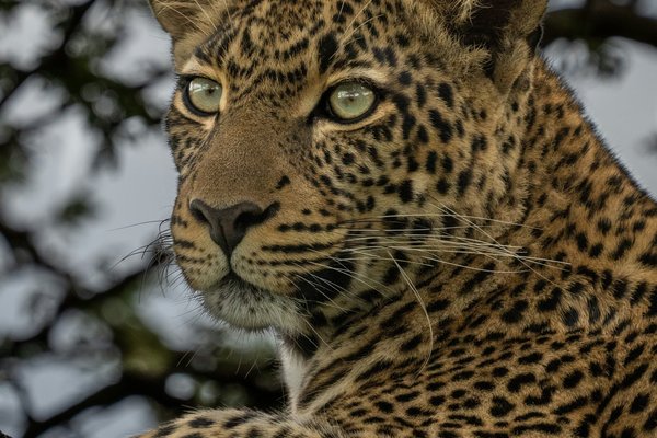 Leopard — wildlife in Tanzania