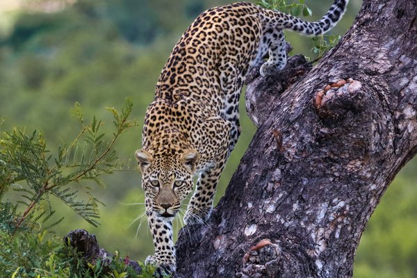 Leopard — wildlife in Tanzania