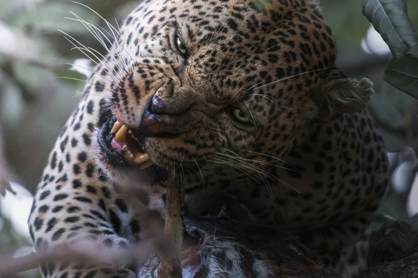 Leopard — wildlife in Tanzania