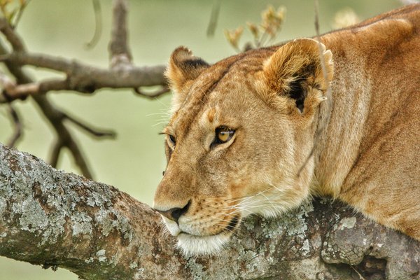 Lion scanning the savannah — wildlife in Tanzania