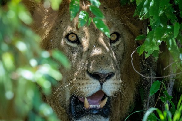 Lion in the bush — wildlife in Tanzania