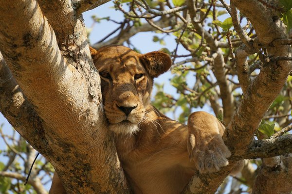 Lion on tree — wildlife in Tanzania