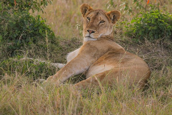 Lion — wildlife in Tanzania