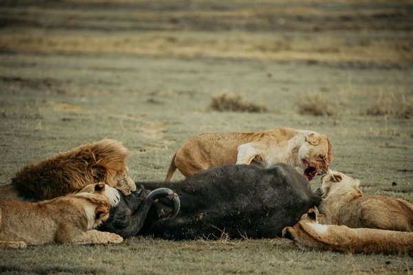 Lion eating — wildlife in Tanzania