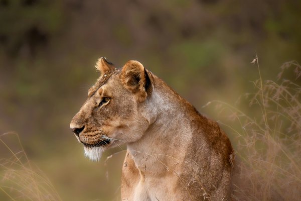 Lion — wildlife in Tanzania