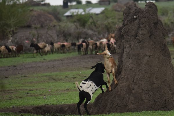 Maasai's Livestock — culture in Tanzania