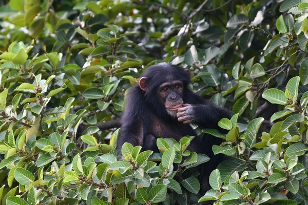 Chimpanzee — wildlife in Tanzania