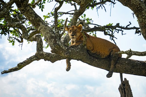 Lion on tree — wildlife in Tanzania