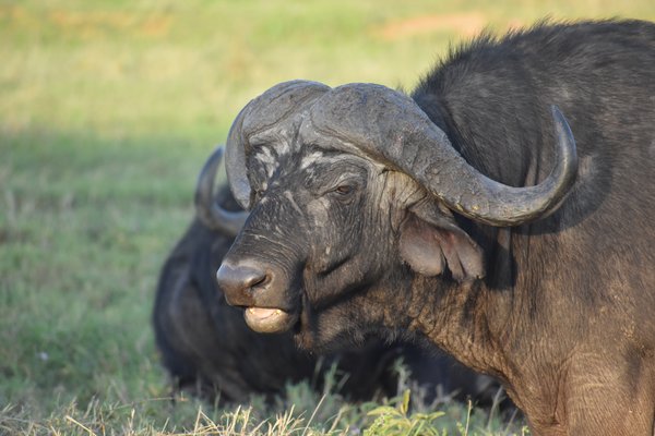 Bufallo — wildlife in Tanzania