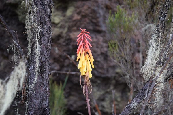 Kilimanjaro — trekking in Tanzania