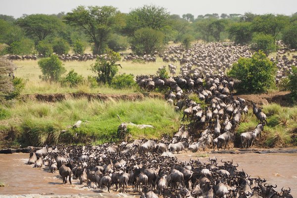 River Crossing — wildlife in Tanzania