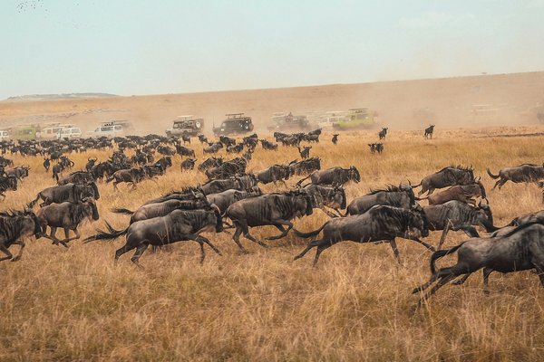 Wildbeest migration — wildlife in Tanzania