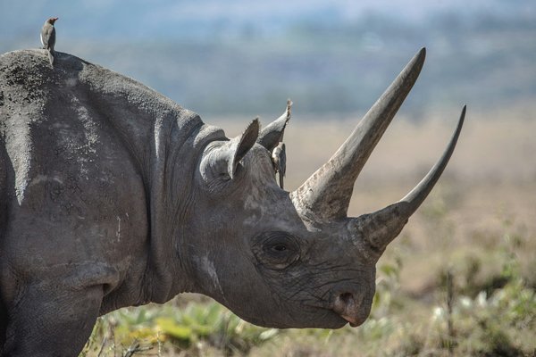 Rhino — wildlife in Tanzania