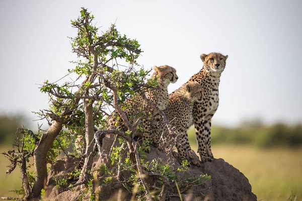 Cheetahs — wildlife in Tanzania