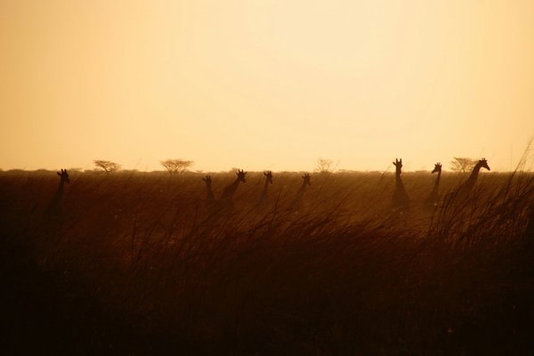 Sunset — wildlife in Tanzania