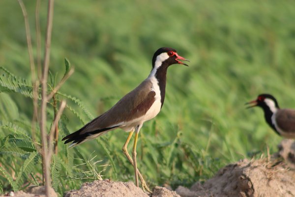 Birdwatching — wildlife in Tanzania