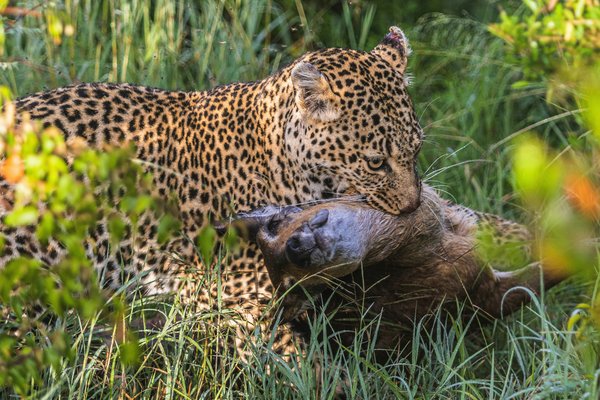 Leopard and the kill — wildlife in Tanzania