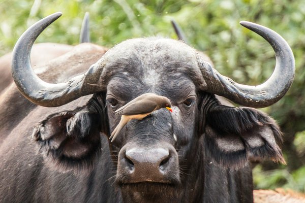 Buffalo and the bird — wildlife in Tanzania