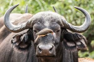 Buffalo and the bird