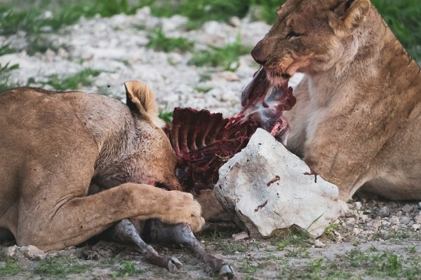 Lions — wildlife in Tanzania