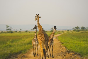 Giraffes