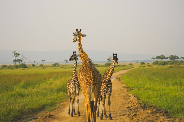 Giraffes — wildlife in Tanzania