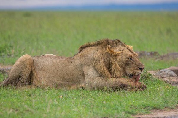 Lion — wildlife in Tanzania