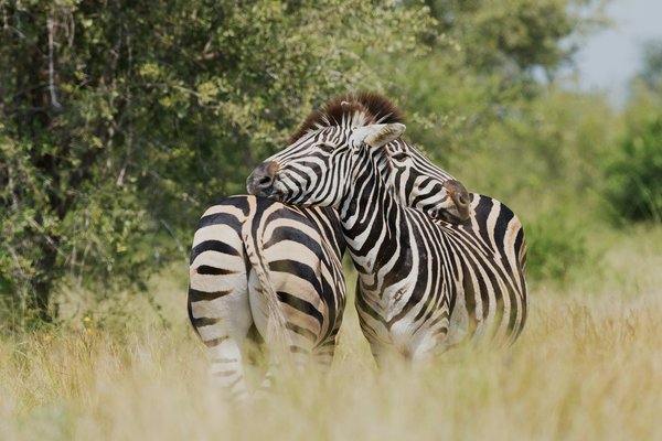 Zebra — wildlife in Tanzania
