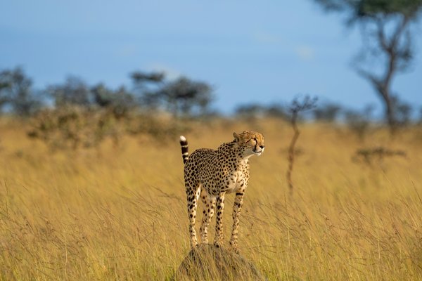 Cheetah — wildlife in Tanzania