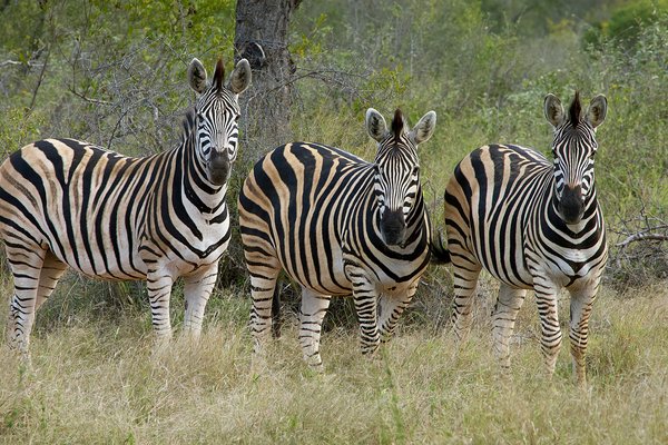 Zebra — wildlife in Tanzania