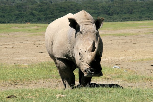 Rhino — wildlife in Tanzania
